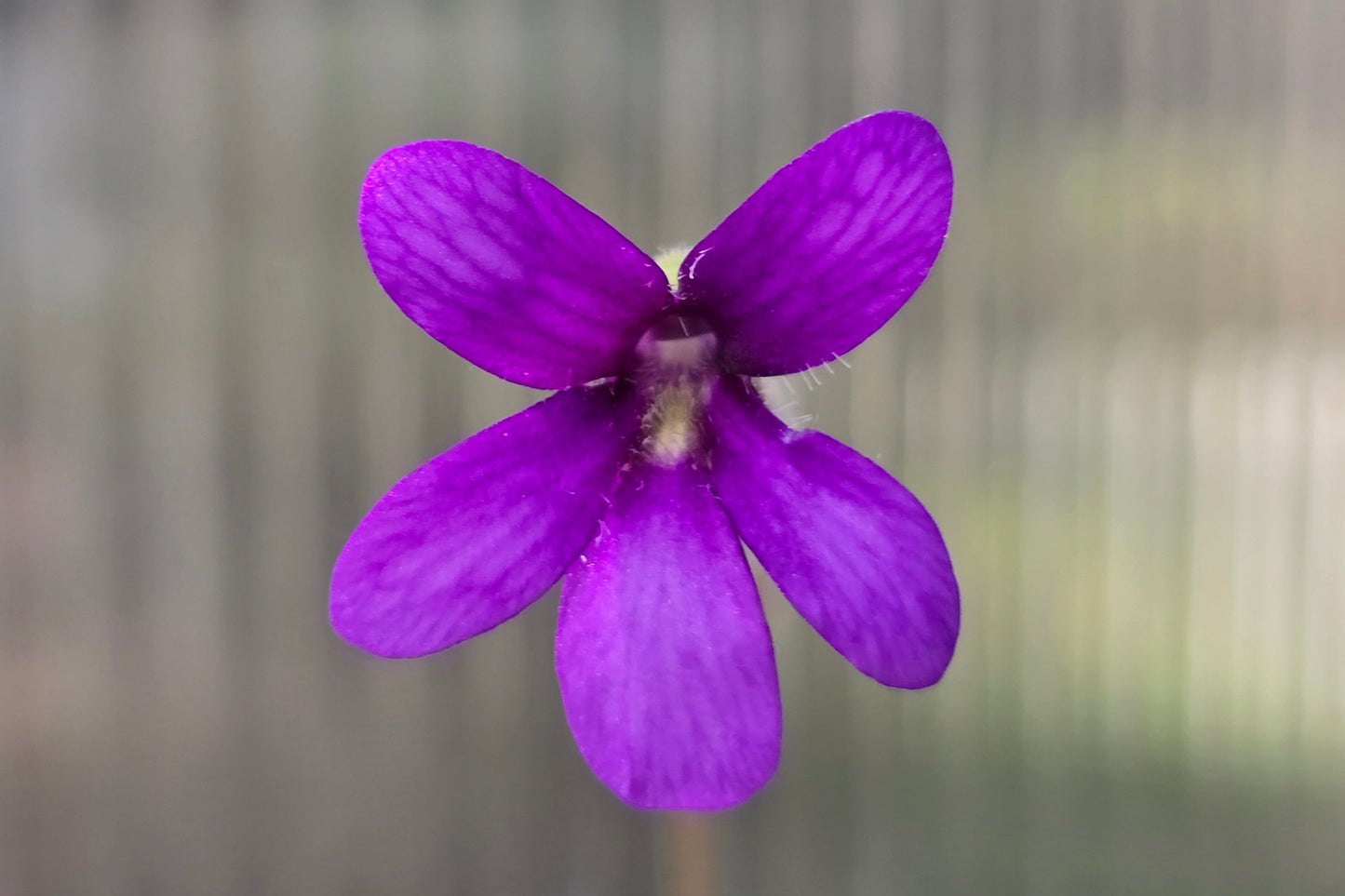 Pinguicula 'Aphrodite Clone Mini' - Mexican Butterwort