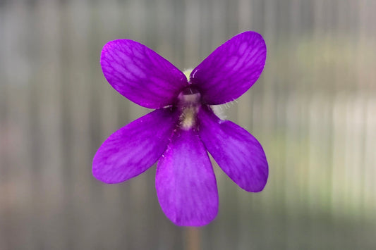 Pinguicula 'Aphrodite Clone Mini' - Mexican Butterwort