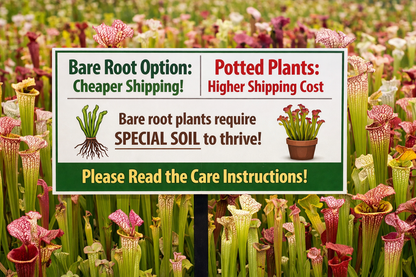 Sarracenia 'Judith Hindle' - American Pitcher Plant