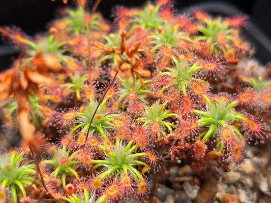 Drosera verrucata - Pygmy Sundew