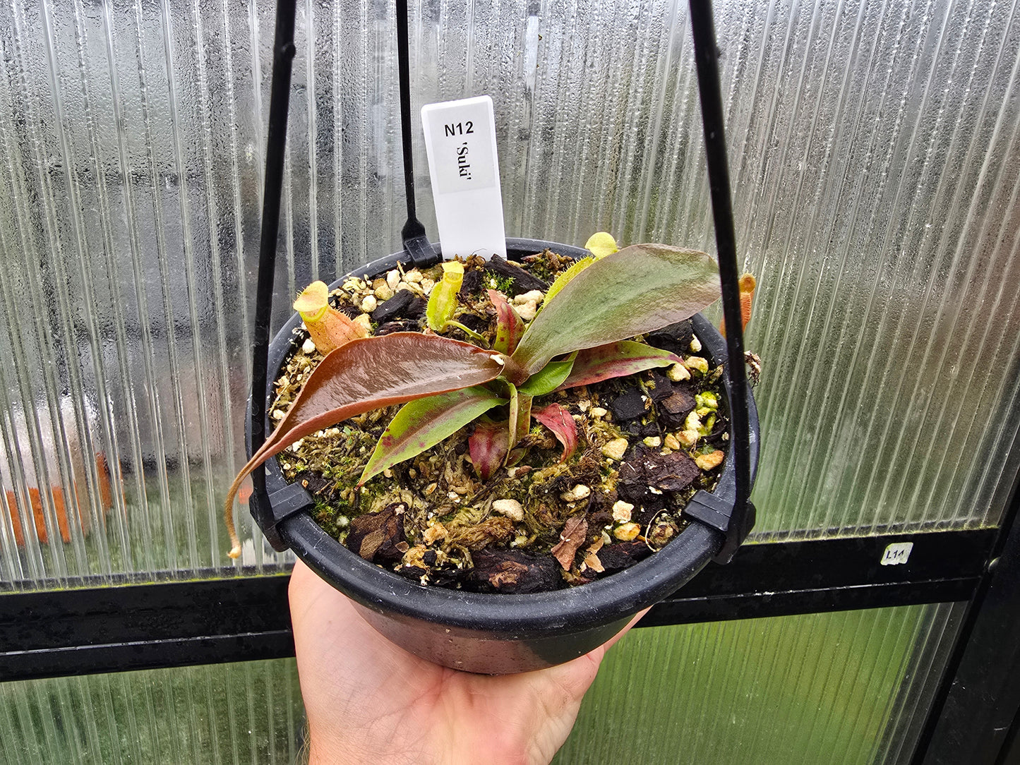 Nepenthes 'Suki' - Intermediate Tropical Pitcher Plant