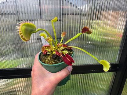 Dionaea muscipula 'Jaws'