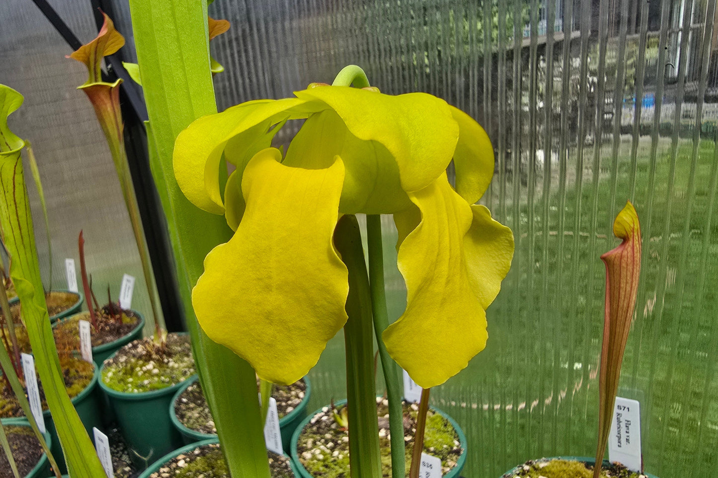 Sarracenia flava var. rugelii (Edmund, Lexington County, South Carolina, USA) - American Pitcher Plant
