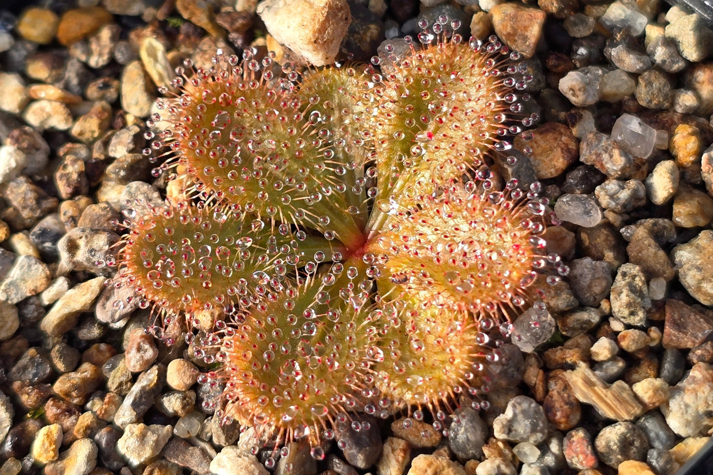 Drosera bulbosa - Tuberous Sundew