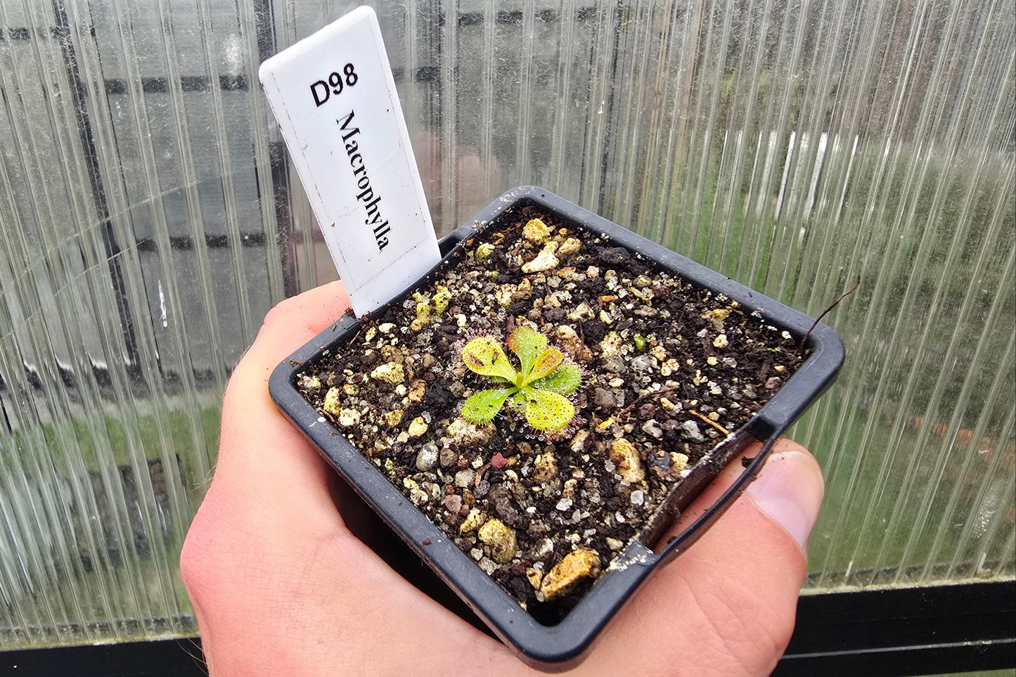 Drosera macrophylla - Tuberous Sundew