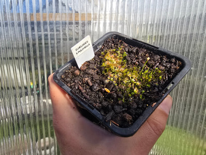 Drosera helodes × pulchella - Pygmy Sundew