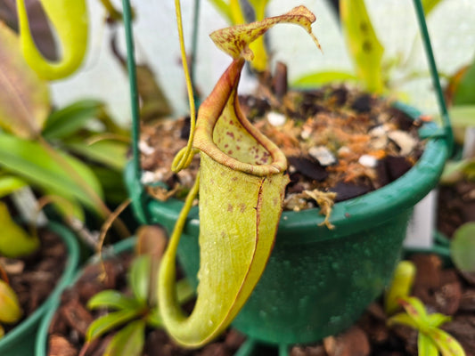 Nepenthes maxima (Female) - Intermediate Tropical Pitcher Plant