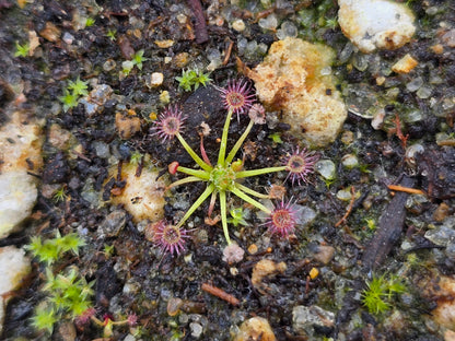 Drosera pygmaea (Mount Lofty, AU) - Pygmy Sundew