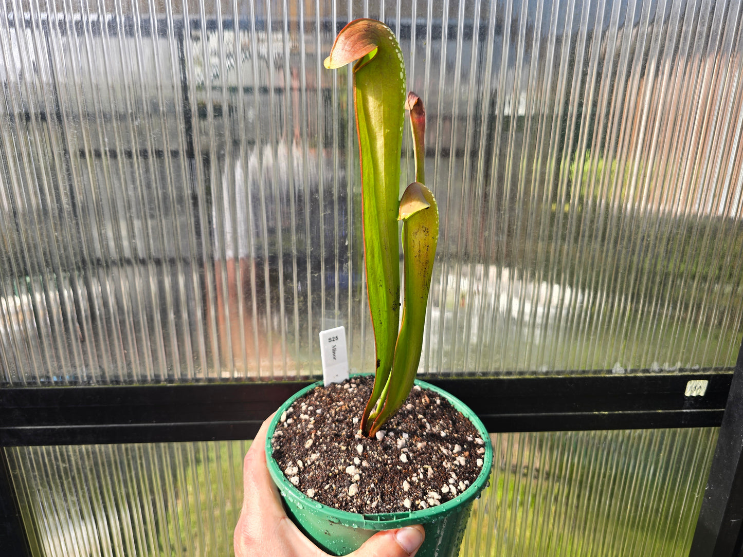 Sarracenia minor - Hooded Pitcher Plant