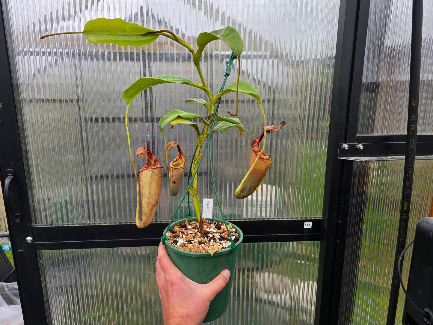 Nepenthes 'Allardii' - Intermediate Tropical Pitcher Plant