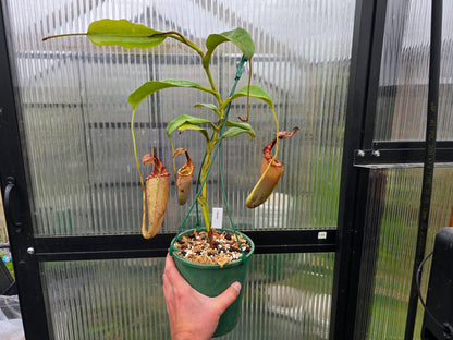 Nepenthes 'Allardii' - Intermediate Tropical Pitcher Plant