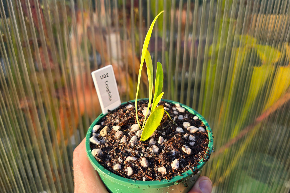 Utricularia longifolia - Tropical Long-Leafed Bladderwort