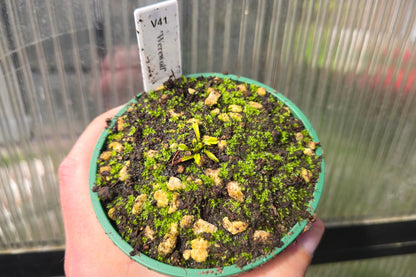 Dionaea muscipula 'Werewolf' - Venus Fly Trap
