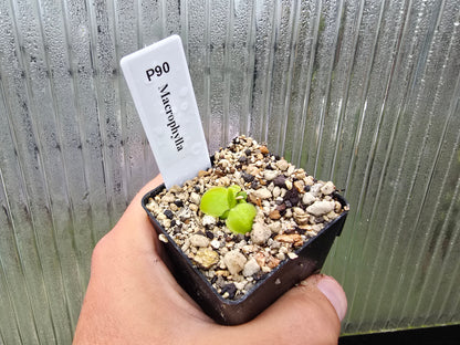 Pinguicula macrophylla - Mexican Butterwort