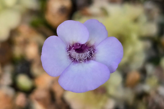 Pinguicula rotundiflora - Mexican Butterwort