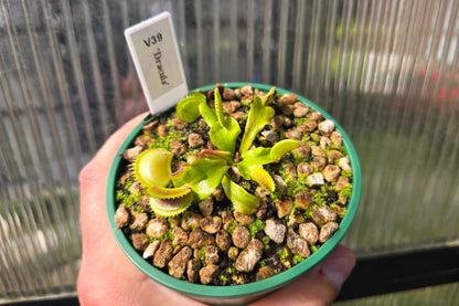 Dionaea muscipula 'Dracula' - Venus Fly Trap