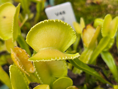 Dionaea muscipula 'Pomelo' - Venus Fly Trap