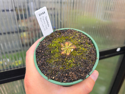 Drosera spatulata (Paparoa Track, West Coast, NZ) -  Spatula Sundew