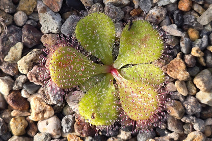 Drosera macrophylla - Tuberous Sundew