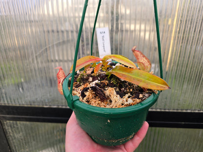 Nepenthes 'Red Leopard' - Intermediate Tropical Pitcher Plant
