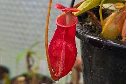 Nepenthes madagascariensis - Intermediate Tropical Pitcher Plant
