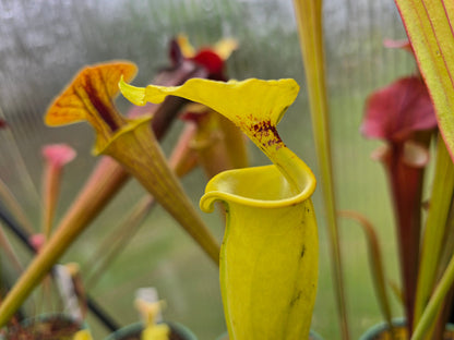 Sarracenia (Alata - Red Throat Form x Flava var. Rubricorpora) x Flava var. Rugelii - American Pitcher Plant