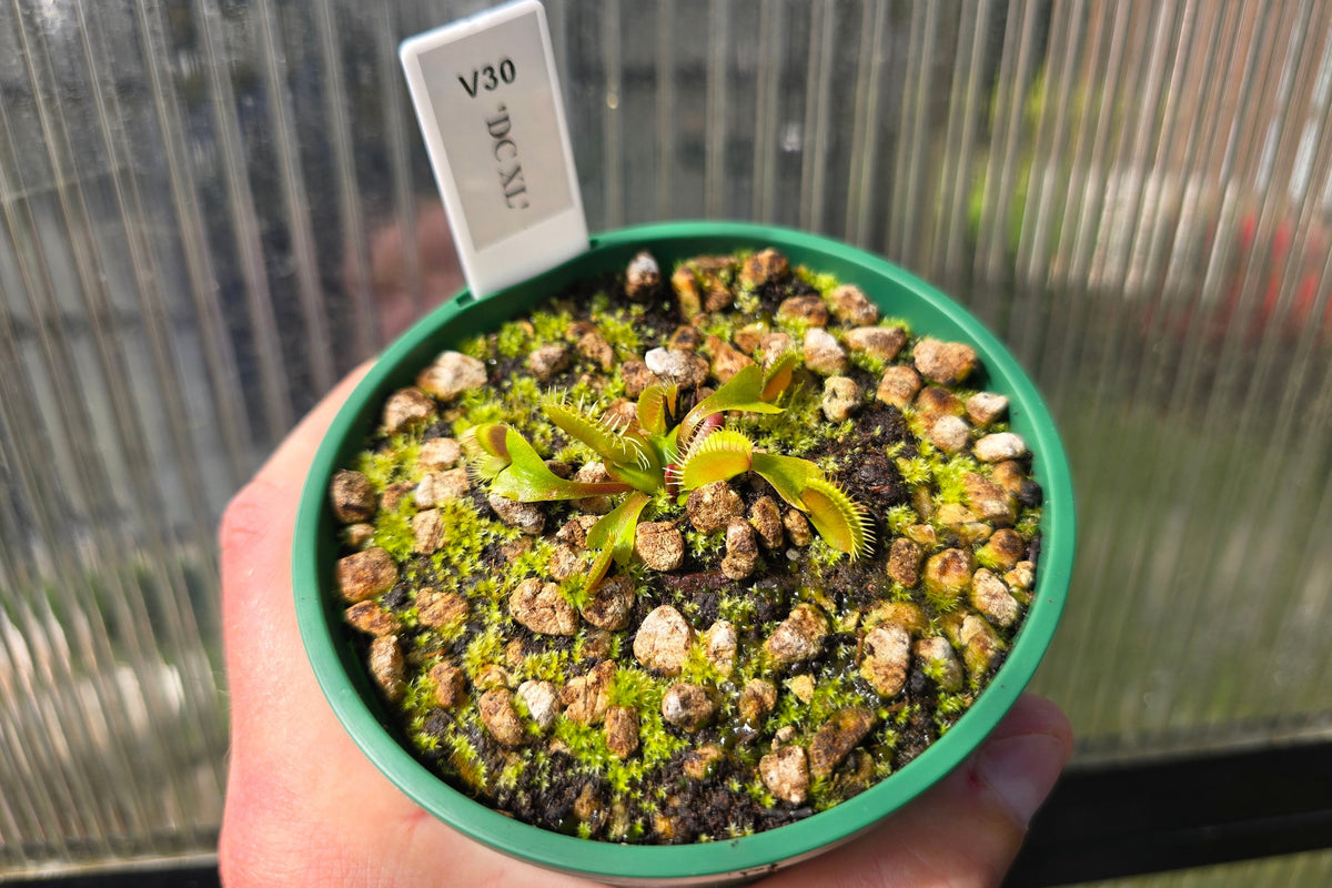 Dionaea muscipula 'DC XL’ - Venus Fly Trap