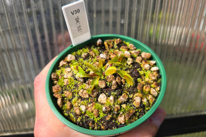 Dionaea muscipula 'DC XL’ - Venus Fly Trap
