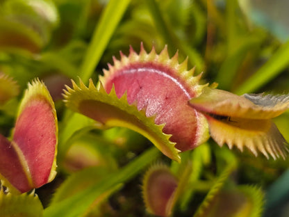 Dionaea muscipula 'Shark Mirror' - Venus Fly Trap