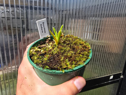 Brocchinia reducta - Carnivorous Bromeliad