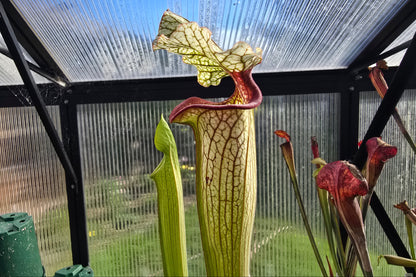 Sarracenia (oreophila 005MK x 'Moorei' cv. 'Wilkerson White Knight') x 'Lamsatyricon' - American Pitcher Plant
