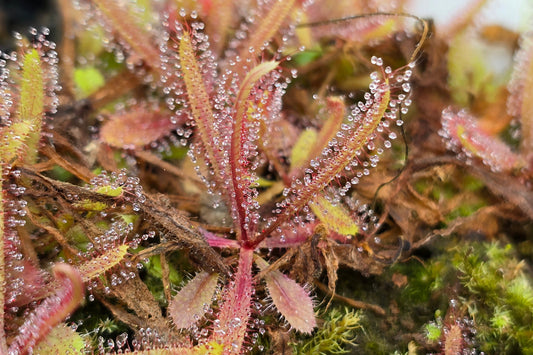 Drosera adalae - Lance Leafed Sundew