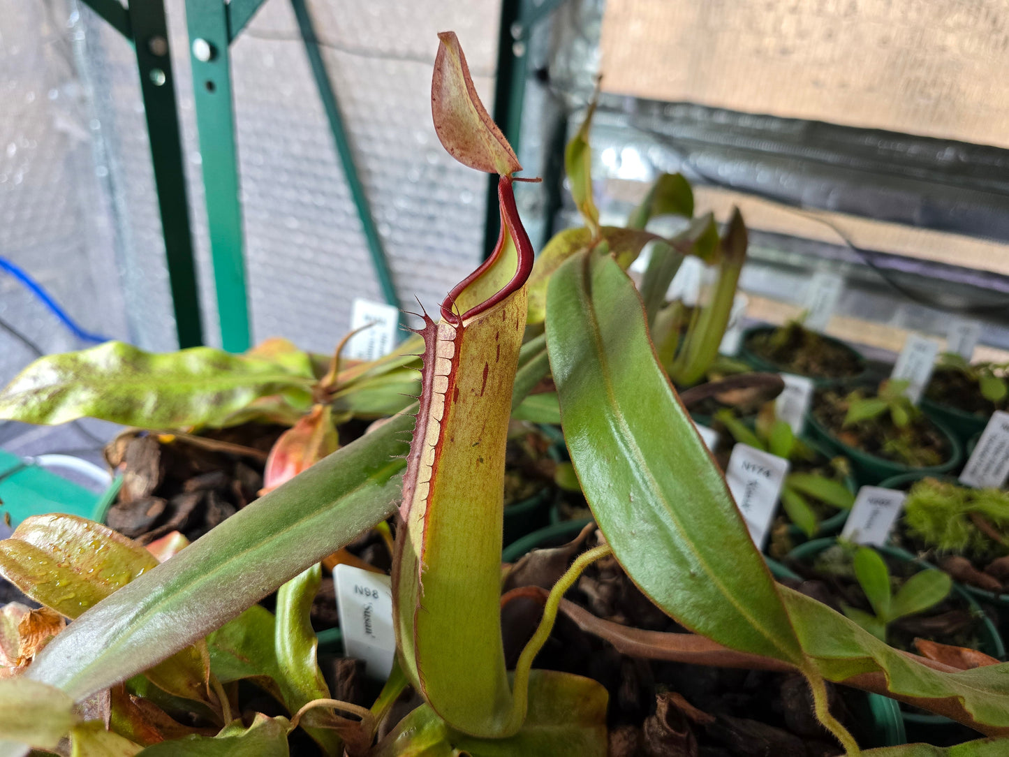 Nepenthes 'Konak' - Lowland Tropical Pitcher Plant