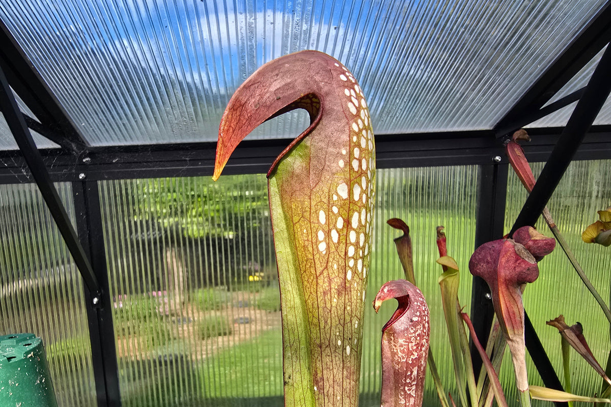 Sarracenia minor var. okefenokeensis (Ware County, Georgia, USA) - Hooded Pitcher Plant