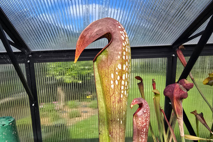 Sarracenia minor var. okefenokeensis (Ware County, Georgia, USA) - Hooded Pitcher Plant
