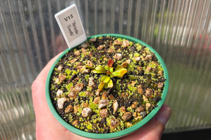 Dionaea muscipula 'Bristle Tooth' - Venus Fly Trap
