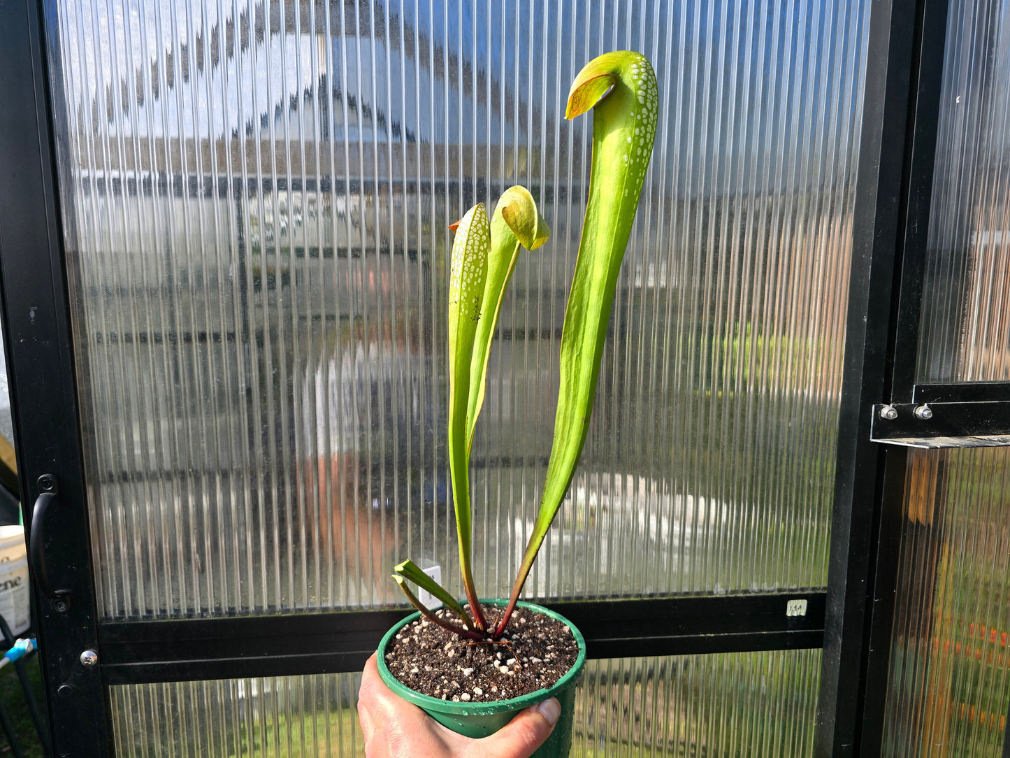 Sarracenia minor - Hooded Pitcher Plant