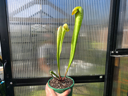Sarracenia minor - Hooded Pitcher Plant