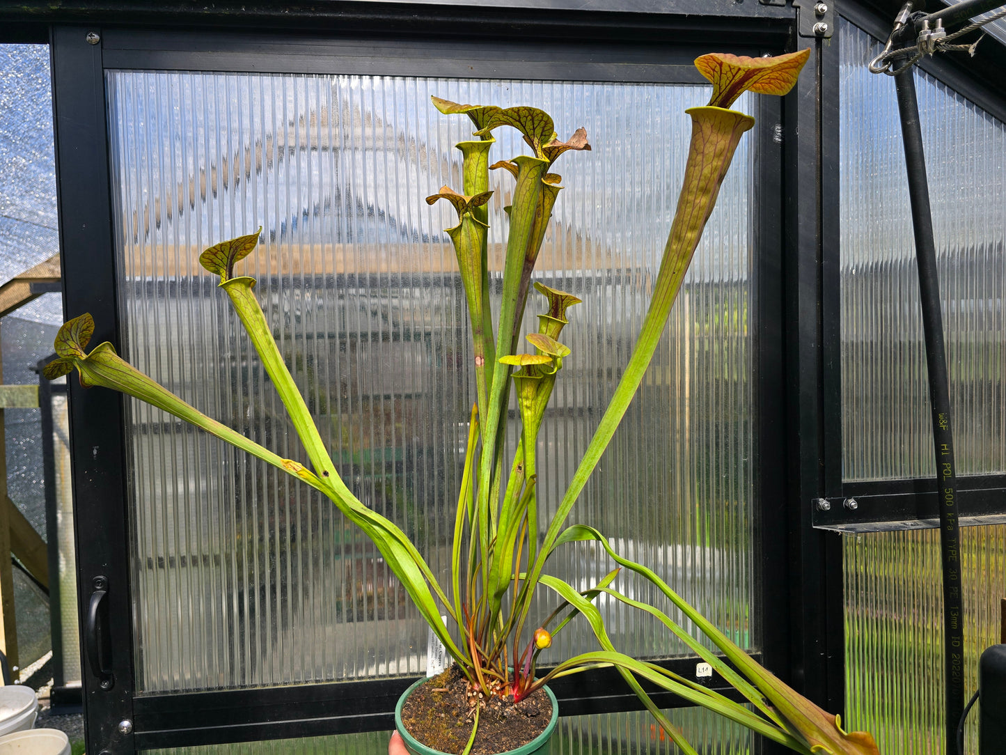 Sarracenia flava var. cuprea (Green Swamp, North Carolina, USA) - American Pitcher Plant