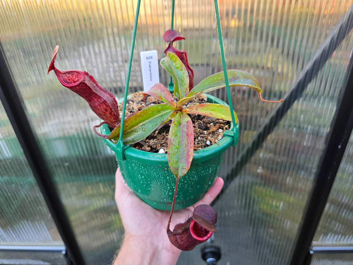 Nepenthes kampotiana - Lowland Tropical Pitcher Plant