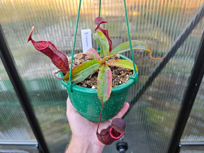 Nepenthes kampotiana - Lowland Tropical Pitcher Plant