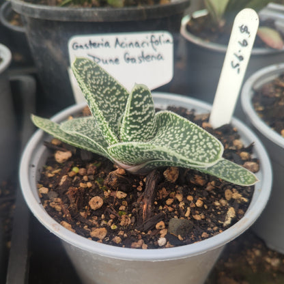 Gasteria Acinacifolia | Dune Gasteria