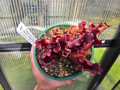 Sarracenia purpurea ssp. Venosa 'Big Fib' x 'Biggest Venosa' (Montgomery County, North Carolina, USA) - Purple Pitcher Plant
