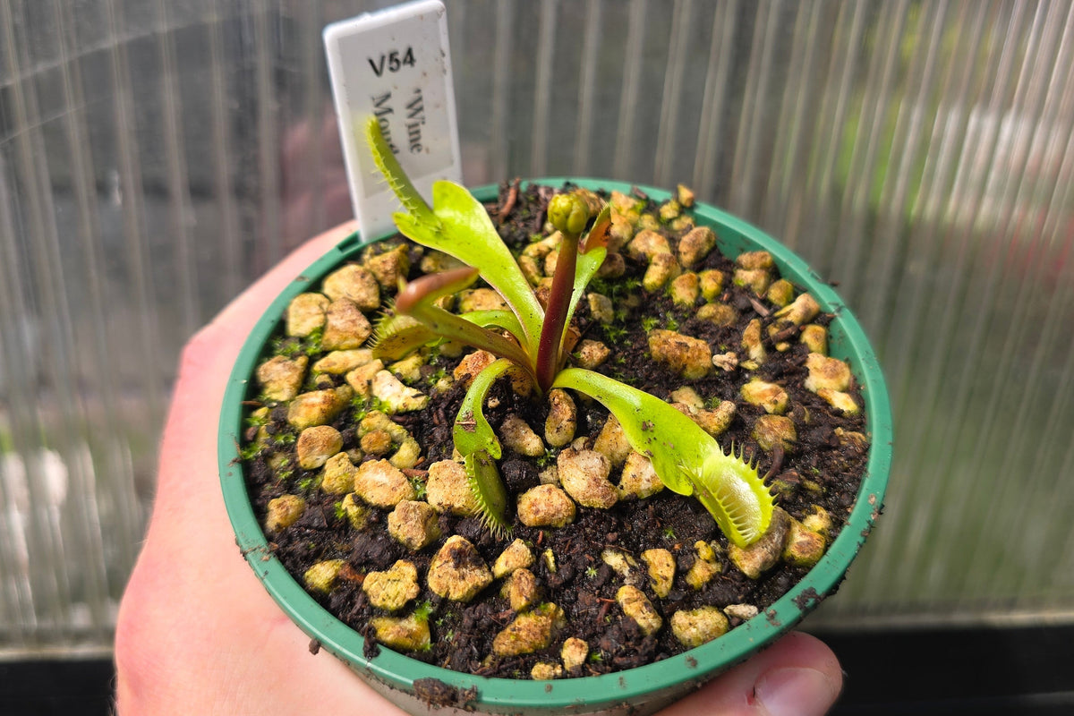 Dionaea muscipula 'Wine Mouth' - Venus Fly Trap