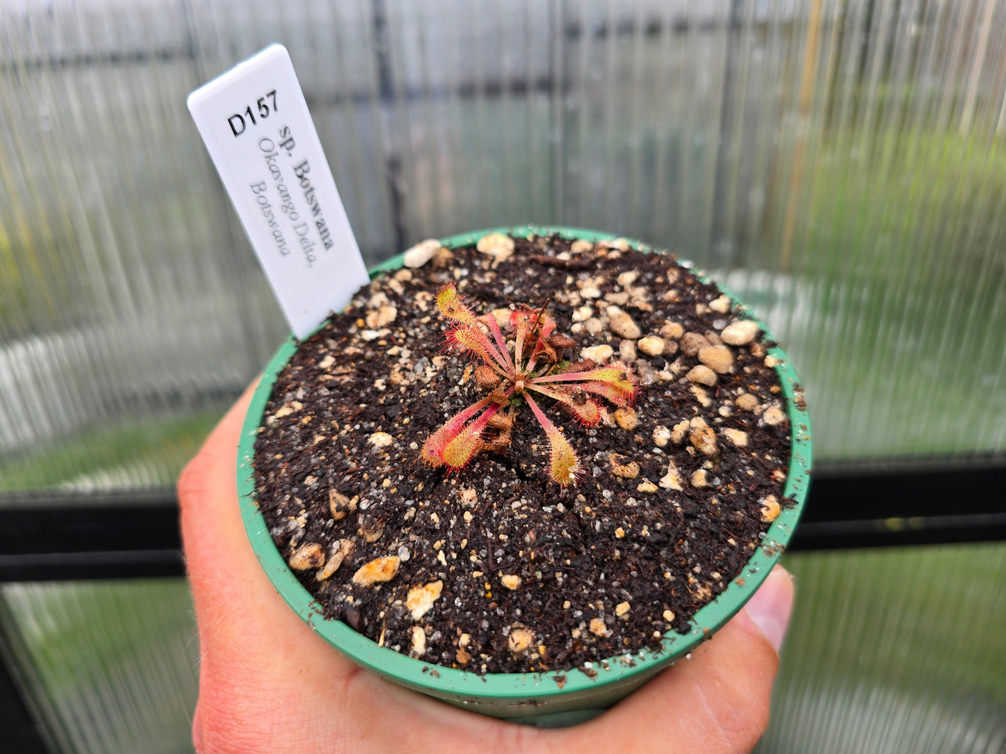 Drosera sp. Botswana (Okavango Delta, Botswana) - Sundew