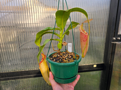 Nepenthes Veitchii Hybrid (Male) - Intermediate Tropical Pitcher Plant