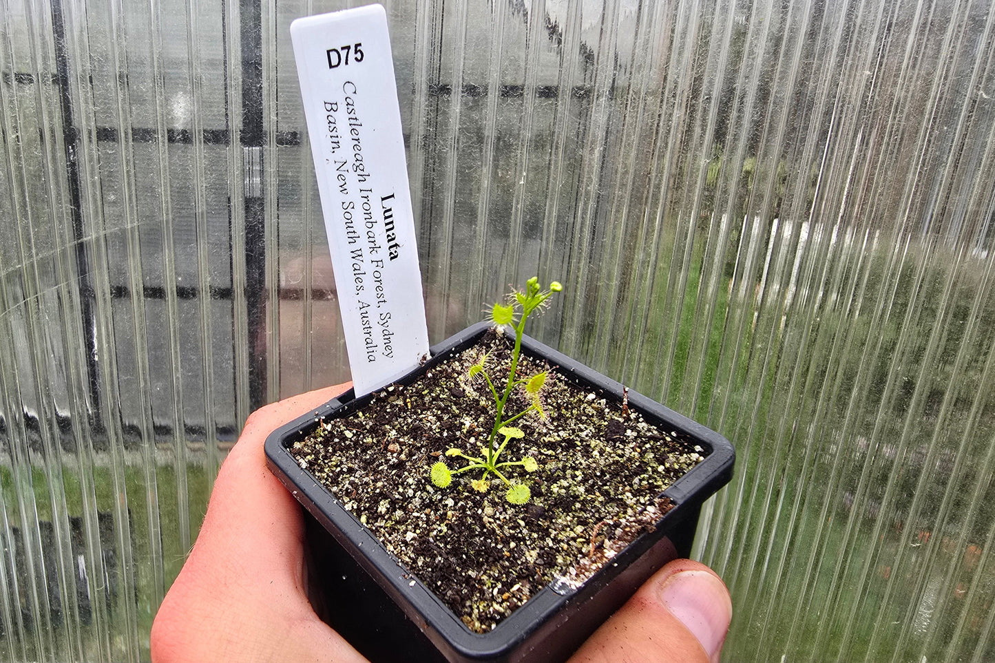 Drosera lunata (Castlereagh Ironbark Forest Sydney Basin, New South Wales, Australia) - Tuberous Sundew