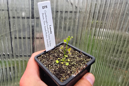 Drosera lunata (Castlereagh Ironbark Forest Sydney Basin, New South Wales, Australia) - Tuberous Sundew