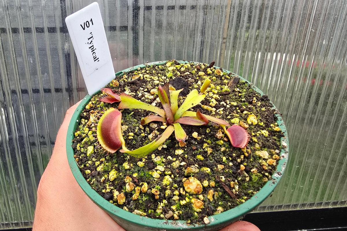Dionaea muscipula 'Typical' - Venus Fly Trap