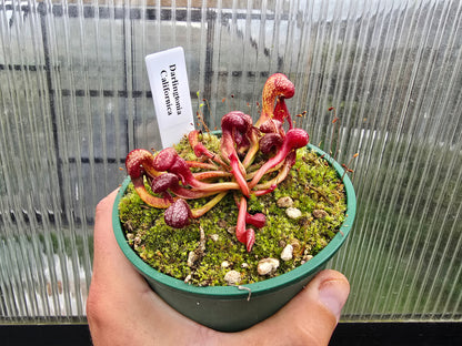 Darlingtonia californica - Cobra Lilies